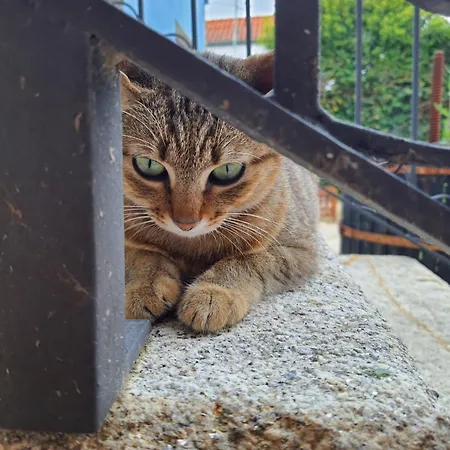 Alvorada Medieval, Al 호스텔 *