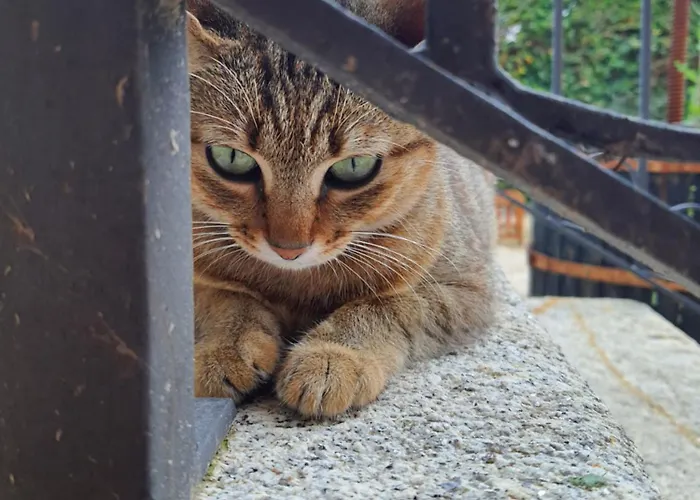 Alvorada Medieval, Al Hostel *