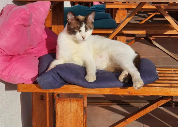 Alvorada Medieval, Al ホステル ヴァレンサ